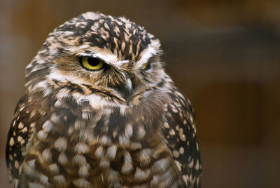 Close-up of owl