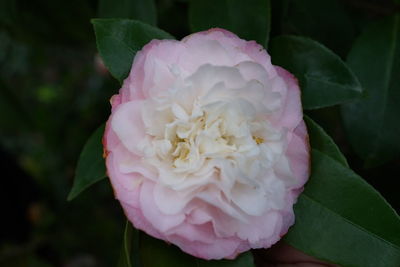 Close-up of pink rose blooming outdoors