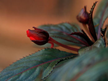 Close-up of rose bud growing during sunset