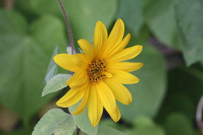 Close-up of yellow flower