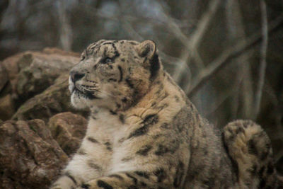 Close-up of a cat looking away