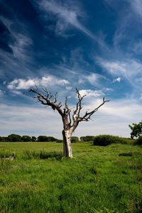 Bare tree on field against sky