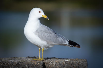 Close-up of seagull perching on a ledge