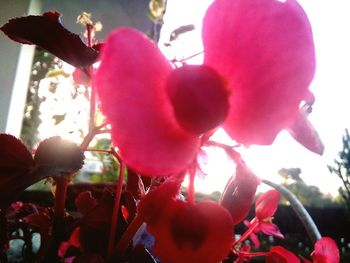 Close-up of pink flowers