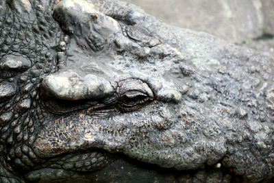 Close-up of a lizard