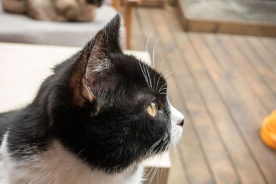 Sitting comfortably in a chair, staring at a cow and cat in front of him