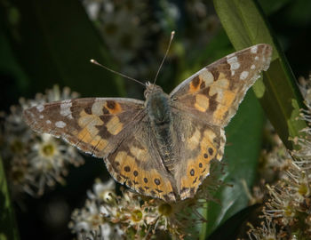 Close-up of butterfly on flower