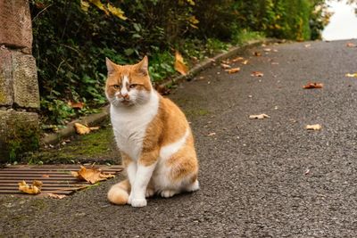 Portrait of ginger cat sitting outdoors