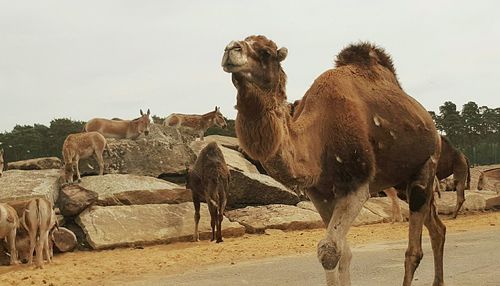 Camel in desert