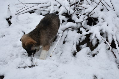 High angle view of sheep on snow covered land