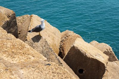 High angle view of bird perching on rock by sea