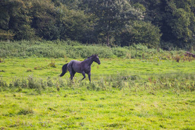 Horse standing in a field