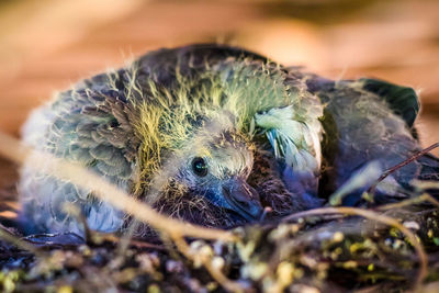 Close-up of bird in nest