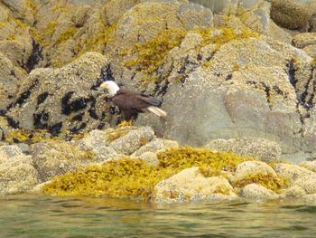 Scenic view of rock formations in water