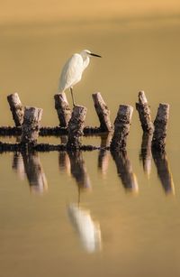 Little egret perching on wooden post in lake