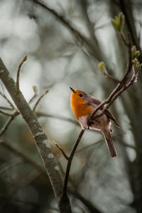 Close-up of bird perching on branch