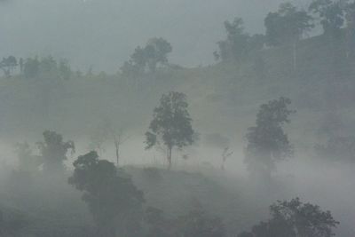 Trees in the dark