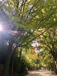 Trees in sunlight