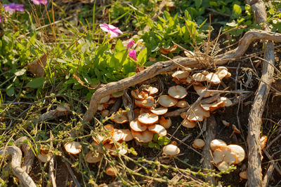 High angle view of mushrooms growing on field