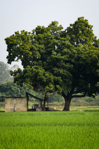 Trees on field against sky