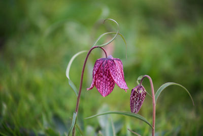 Snake's head fritillary, fritillaria meleagris growing in field