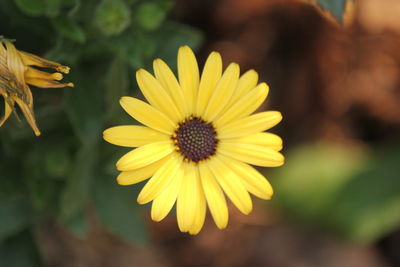 Close-up of yellow flowering plant