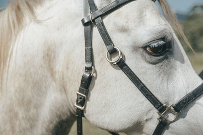 Close-up of a horse