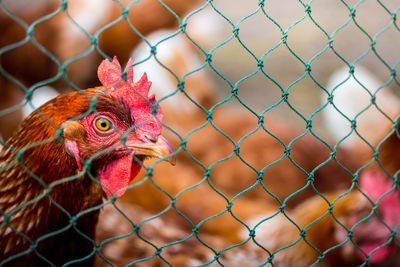 Close-up of rooster in cage