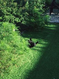 High angle view of bird on grass
