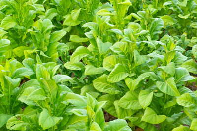 Full frame shot of green leaves