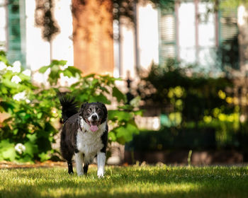 Dog running on field