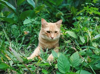 Portrait of a cat