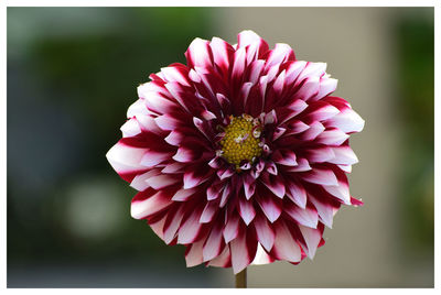 Close-up of pink dahlia
