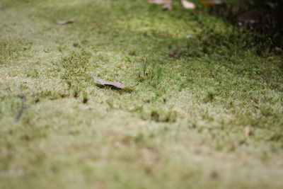 Close-up of lizard on grass