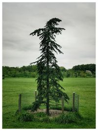 Tree on field against sky