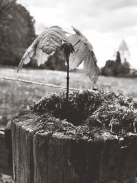 Close-up of wooden post on tree stump on field