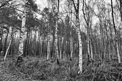 Trees growing in forest