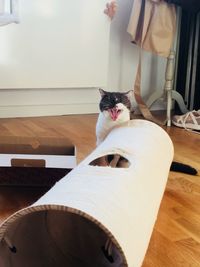 Portrait of cat sitting on chair at home