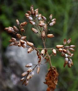 Close-up of flowering plant against tree