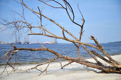 Fallen tree at beach against blue sky