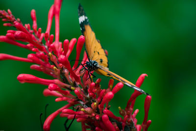 Close-up of bee pollinating on red flower