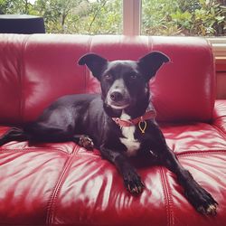 Portrait of dog sitting on sofa at home