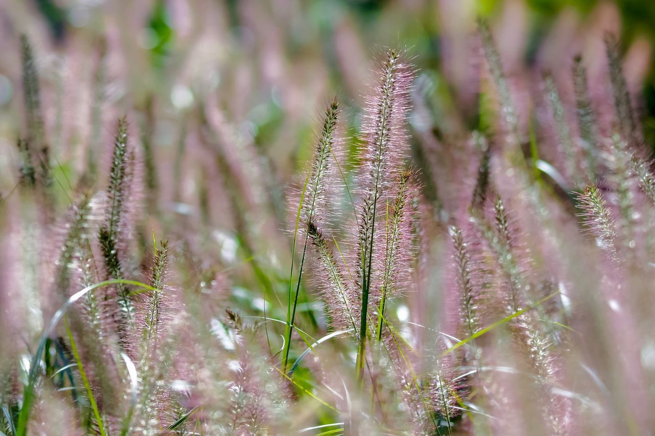 plant, growth, selective focus, beauty in nature, no people, close-up, nature, tranquility, day, land, fragility, flower, vulnerability, field, flowering plant, outdoors, botany, focus on foreground, green color, plant stem, purple