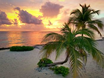 Scenic view of sea at sunset