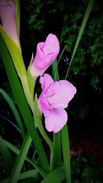 Close-up of pink flowers