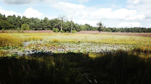 Scenic view of lake in forest against sky