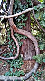 Trees growing in forest