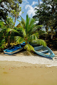 Scenic view of palm trees on beach