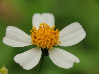 Close-up of white and yellow flower