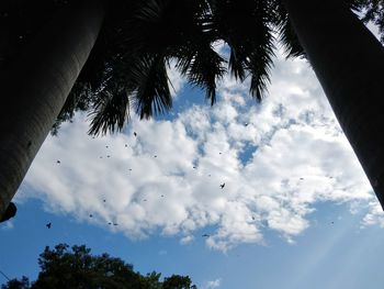 Low angle view of palm trees against sky